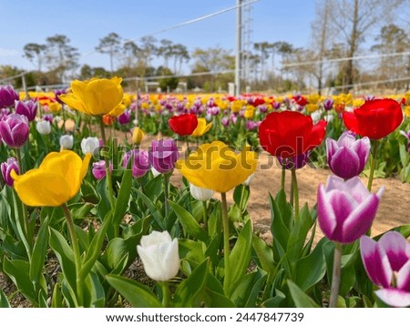 Tulip in korea on April 9, 2024. There are a lot of blooming tulips in this picture.