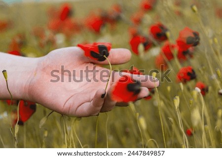 Red poppy flowers in hand on a background of green meadow.