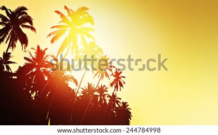 Tropical background with coconut palm trees