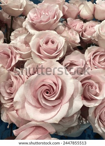 Pink silk roses full picture