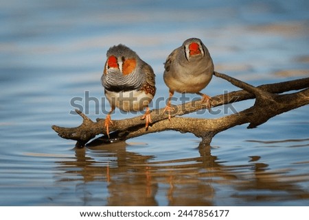 Australian Zebra Finch or Chestnut-eared Finch (Taeniopygia guttata castanotis) most common estrildid finch of Central Australia, introduced to Puerto Rico and Portugal, pair of birds drinking water Royalty-Free Stock Photo #2447856177