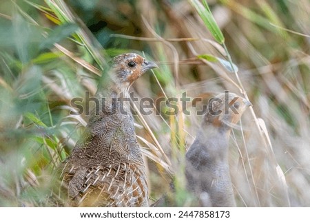 partridges in a spring meadow covered with dew