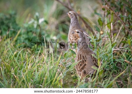 partridges in a spring meadow covered with dew