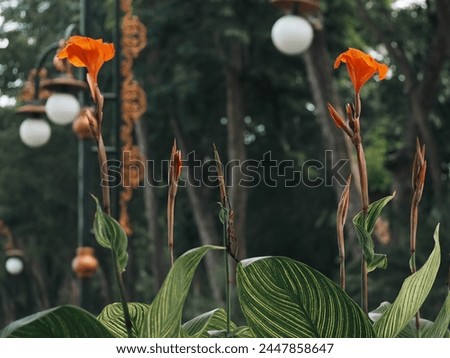 Beautiful Orange Canna Flower in the Park with Bokeh Background