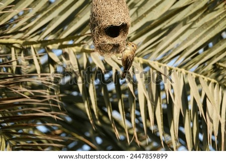 A Female Village Indigobird nest photograph. Bird photography .