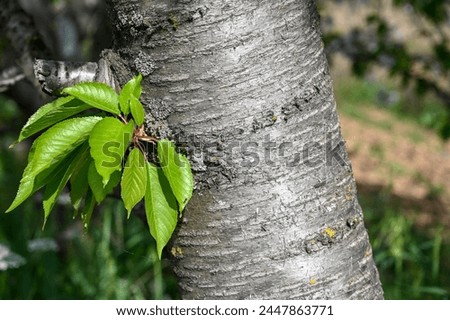 Bark and leaf of a sour cherry tree in an orchard in spring. Royalty-Free Stock Photo #2447863771