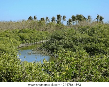 The canal near the coast occupied by grey mangrove (Avicennia marina) in southern Taiwan. Royalty-Free Stock Photo #2447864593