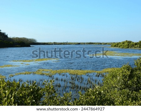 The lagoon surrounded by grey mangrove (Avicennia marina) in southern Taiwan. Royalty-Free Stock Photo #2447864927