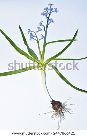 Herbarium. Mouse hyacinth is purple in color, its stem, leaves, inflorescence and root system are in the form of a bulb. Royalty-Free Stock Photo #2447866421