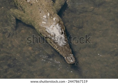 Picture of an alligator resting in a river