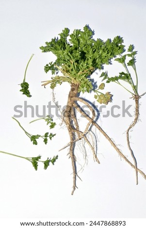 Herbarium. Parsley root is a good-smelling herb that is used in cooking. The picture shows parsley leaves and the root system.