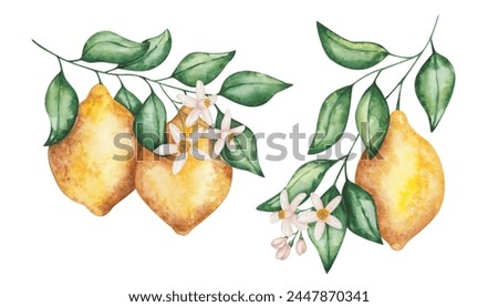 Watercolor set of illustrations. Hand painted lemons with green leaves, flowers on branches. Tropical citrus fruits. Fresh juice ingredient. Vitamin C. Nature elements. Isolated food clip art