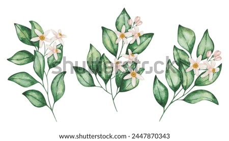 Watercolor set of illustrations. Hand painted branches of orange, grapefruit, tangerine, lemon, lime, pomelo with blooming flowers, green leaves. Tropical citrus fruits. Isolated floral clip art