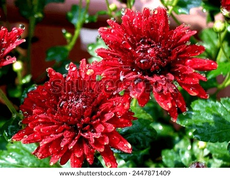 Beautiful Red Flower - Dew Drops on Flower 4K HD Royalty-Free Stock Photo #2447871409