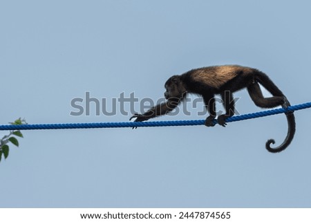 Picture of a monkey crossing the street on a rope in Costa Rica