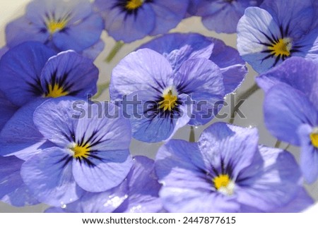 Background, texture, copy.Violet flowers floating in water on a white background.