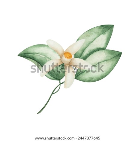 Watercolor illustration. Hand painted branch with blooming flowers, green leaves, beige petals. Orange, grapefruit, tangerine, lemon, lime, pomelo flowers. Citrus fruits. Isolated floral clip art