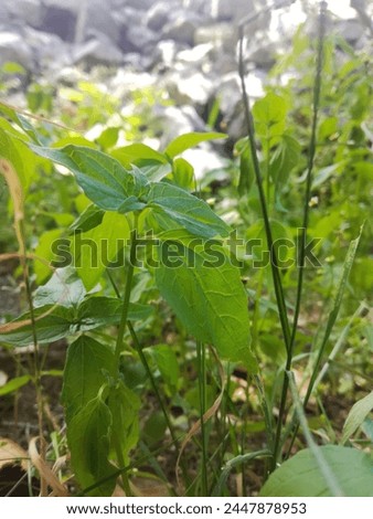 Green leaves aesthetic photography green flower grass