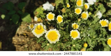 Beautiful white Daisy (Marguerite) Flowers composition. Pattern made of yellow flowers Realistic Chamomile Flower 