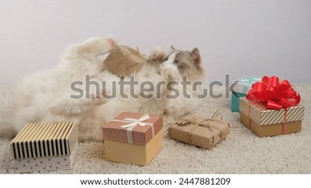 White cat and gift boxes.