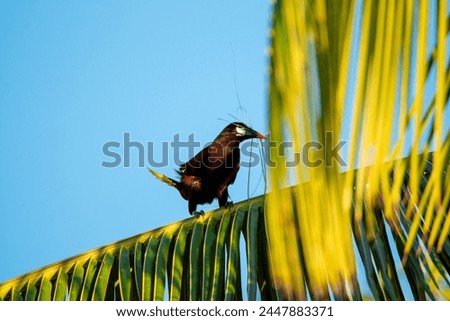 Beautiful picture of a Psarocolius montexzuma bird in Costa Rica