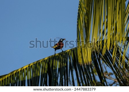 Beautiful picture of a Psarocolius montexzuma bird in Costa Rica
