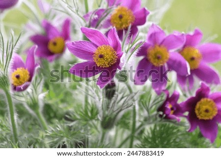 Pasque flower, beautiful spring flowers, Pulsatilla vulgaris. Royalty-Free Stock Photo #2447883419