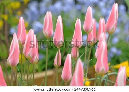 Pink and white dainty Tulipa clusiana ‘Lady Jane’ in flower Royalty-Free Stock Photo #2447890961