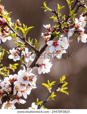 Blooming almond tree with flowers in full bloom in springtime in the countryside Royalty-Free Stock Photo #2447893825