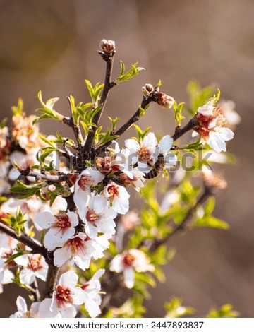 Blooming almond tree with flowers in full bloom in springtime in the countryside Royalty-Free Stock Photo #2447893837