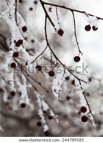 Branches with berries full of hoarfrost on natural background 