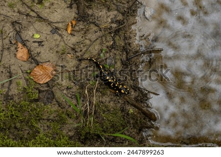 Spotted salamander, black skin color with yellow spots, shiny skin, venomous creatures. In their natural habitat, wild nature. exploring, into the wild.watercourse and lush vegetation.