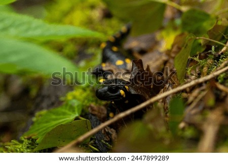 Spotted salamander, black skin color with yellow spots, shiny skin, venomous creatures. In their natural habitat, wild nature. exploring, into the wild.watercourse and lush vegetation.