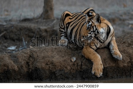 Tiger of Panna tiger reserve Madhya Pradesh India  Royalty-Free Stock Photo #2447900859