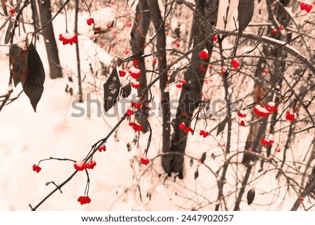 Branches with red berries, bush with berries, snowy forest in background, cold weather, red plants and black and white background, outdoor