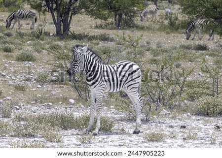 Picture of a zebra foal standing on wide grassland in Namibia during the day