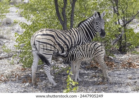 Picture of a zebra mother and foal between bushes and trees in Etosha National Park during the day
