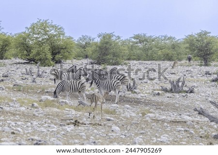 Picture of a group of zebras at a waterhole in Etosha Nationalpark in Namibia during the day