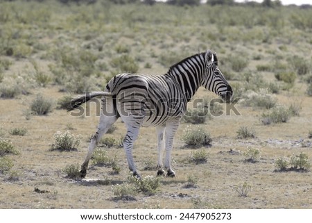 Picture of a zebra standing in the Etosha National Park in Namibia during the day