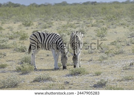 Picture of a group of zebras standing in the Etosha National park in Namibia during the day