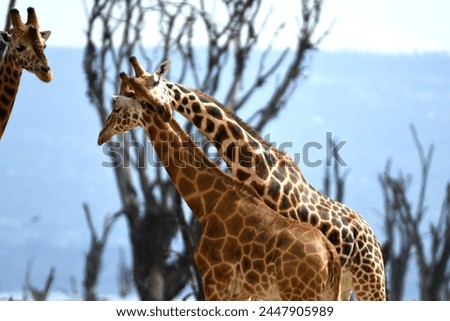 Giraffes at a National Park in Kenya