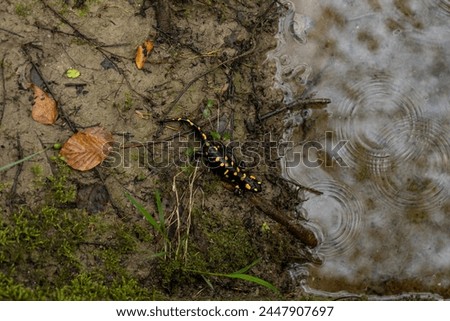 Spotted salamander, black skin color with yellow spots, shiny skin, venomous creatures. In their natural habitat, wild nature. exploring, into the wild.watercourse and lush vegetation. drops water.