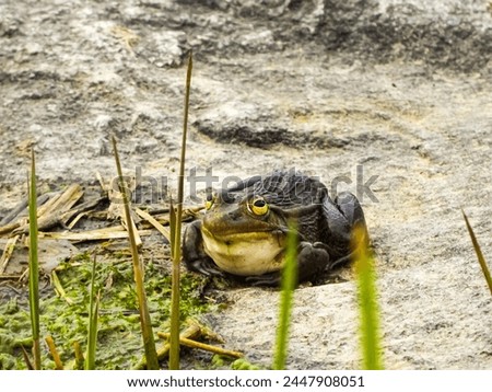 a frog sunbathing in a pond