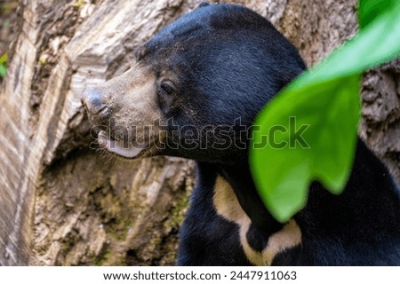Malaysian bear The sun bear (Helarctos malayanus) is a species in the family Ursidae Royalty-Free Stock Photo #2447911063