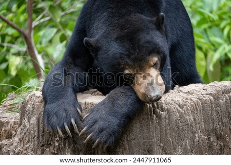 Malaysian bear The sun bear (Helarctos malayanus) is a species in the family Ursidae Royalty-Free Stock Photo #2447911065