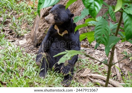 Malaysian bear The sun bear (Helarctos malayanus) is a species in the family Ursidae Royalty-Free Stock Photo #2447911067