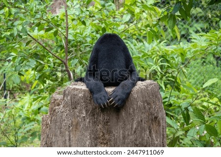 Malaysian bear The sun bear (Helarctos malayanus) is a species in the family Ursidae Royalty-Free Stock Photo #2447911069