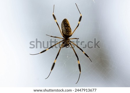 Picture of a big spider from Costa Rica national park