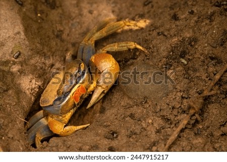 Close-up picture of a crab coming out from its nest