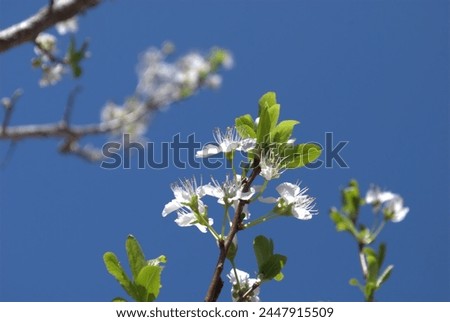 Pure white plum blossoms stand out against the blue sky.